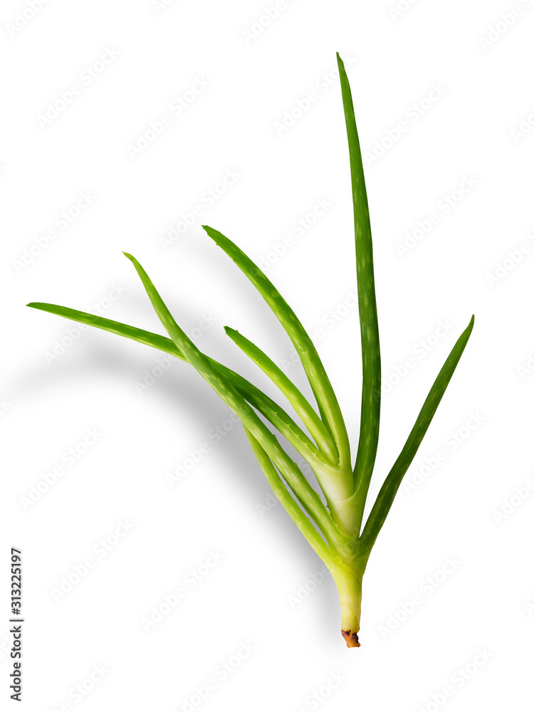Aloe vera plant on white background. (clipping path) Aloe vera plant on white background. (clipping path)