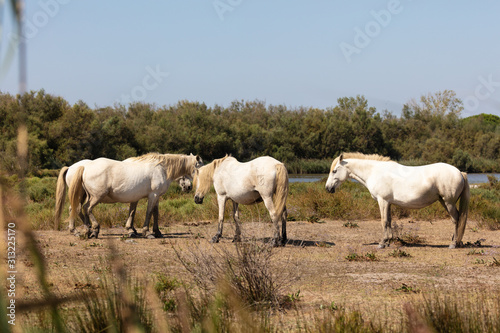 Typical horses of Camargue in Southern France