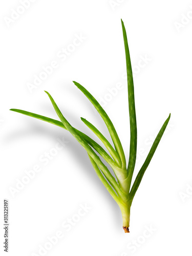Wallpaper Mural Aloe vera plant on white background. (clipping path) Torontodigital.ca