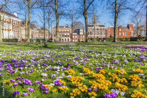 Yellow and purple corcuses in historic city Groningen, Netherlands photo