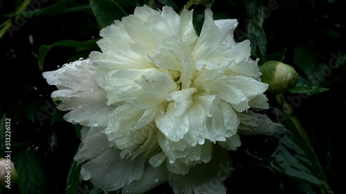 White Peony (Paeonia or Paionia) flower under the raindrops,  slow motion
