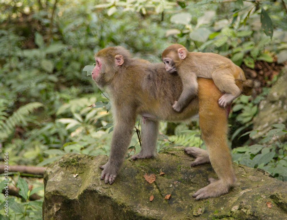  Monkey  at the background, the Zhangjiajie National Forest Park, China