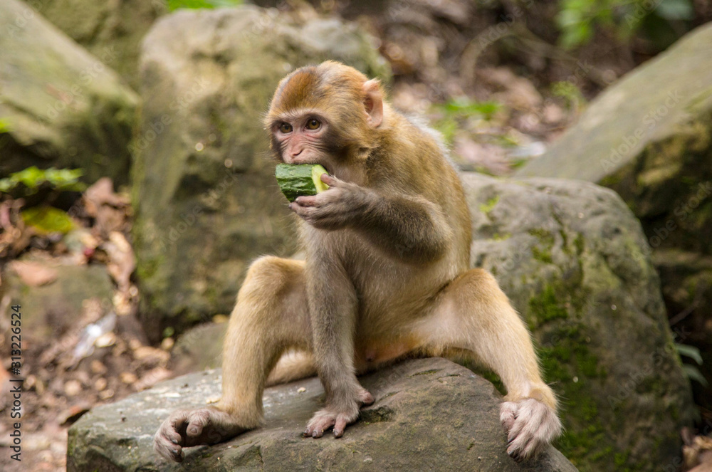Monkey at the background, the Zhangjiajie National Forest Park, China Monkey at the background, the Zhangjiajie National Forest Park, China