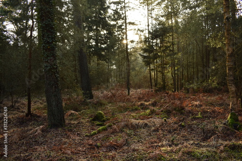 forest in autumn