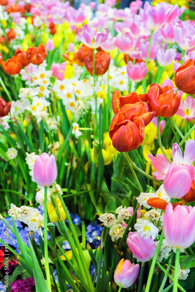 view of Colorful tulips background