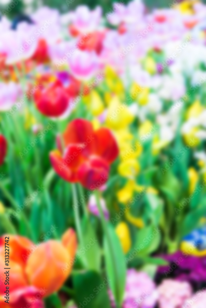 Abstract blurred Colorful tulips background 