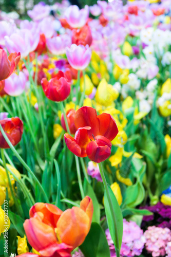 Fototapeta Naklejka Na Ścianę i Meble -  view of Colorful tulips background