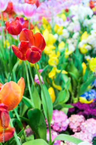 Fototapeta Naklejka Na Ścianę i Meble -  view of Colorful tulips background
