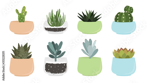 Various succulent and cacti in pots, vector drawing photo
