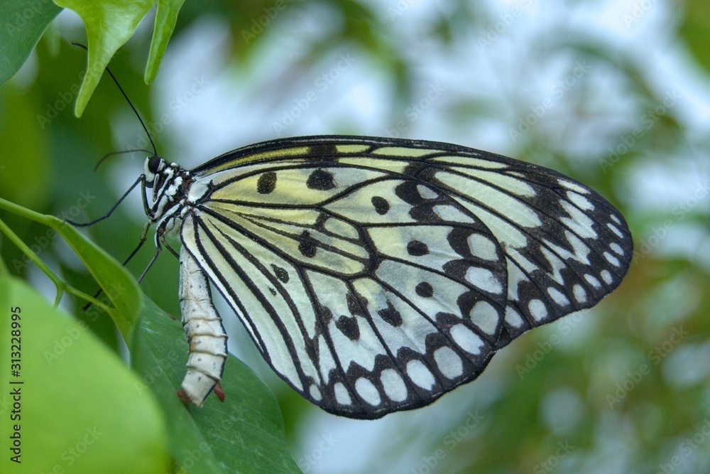 Idea leuconoe, yellow black exotic butterfly on green leaf Idea leuconoe, yellow black exotic butterfly on green leaf