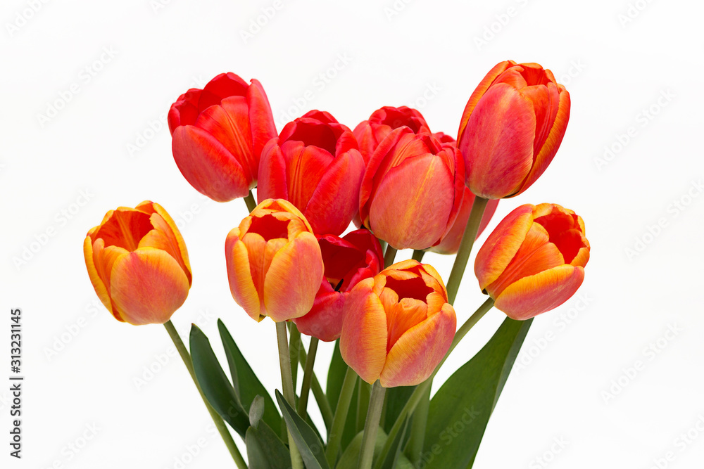 Bouquet of red tulips isolated on white background. Top view. Close-up.