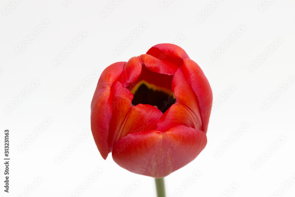 One tulip isolated on white background. Close-up. One tulip isolated on white background. Close-up.