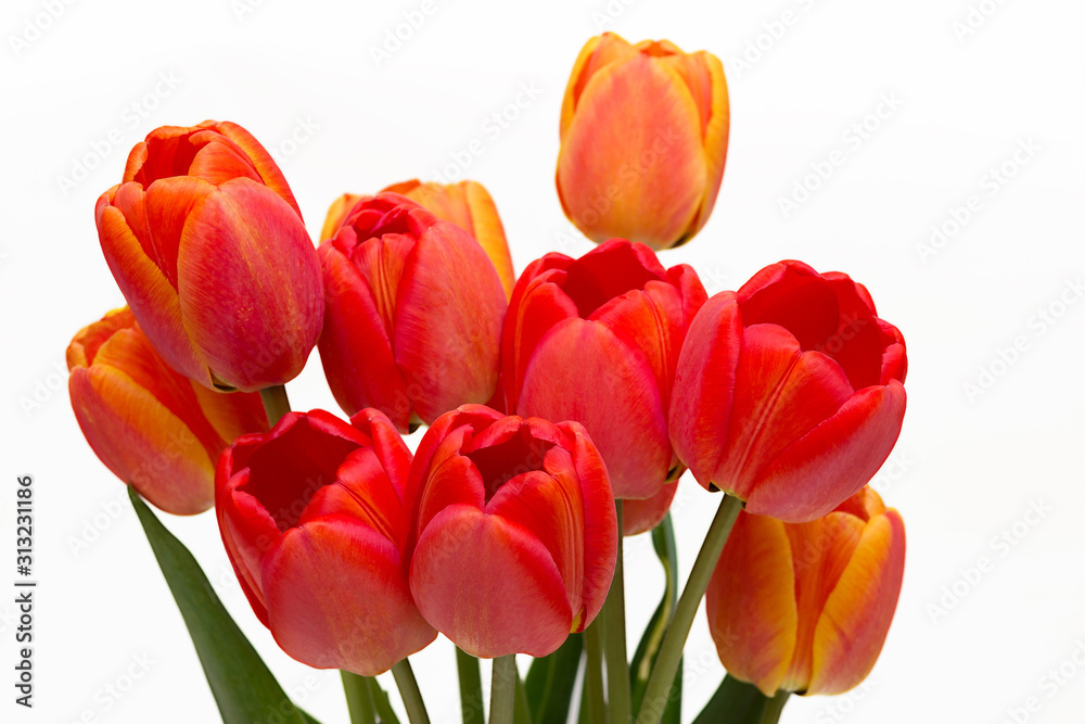 Bouquet of red tulips isolated on white background. Top view. Close-up. Bouquet of red tulips isolated on white background. Top view. Close-up.