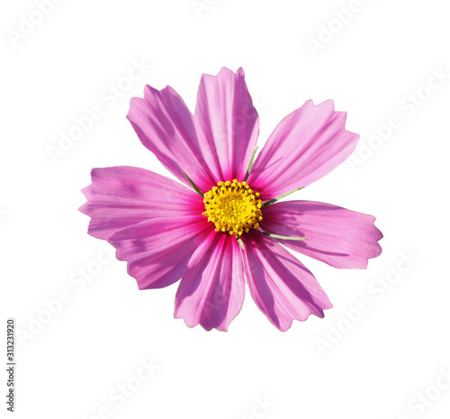 Isolated Pink cosmos flower  cut outline on white background