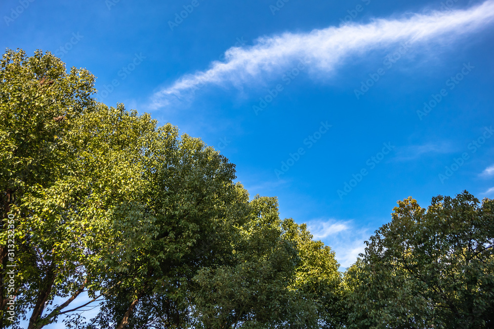 trees and sky trees and sky