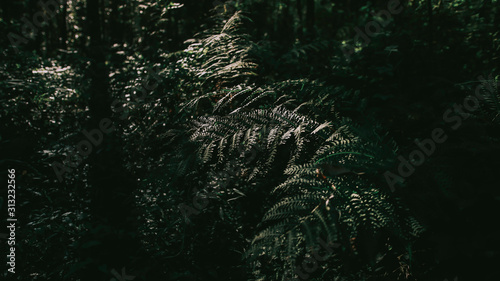 Ferns in the forest