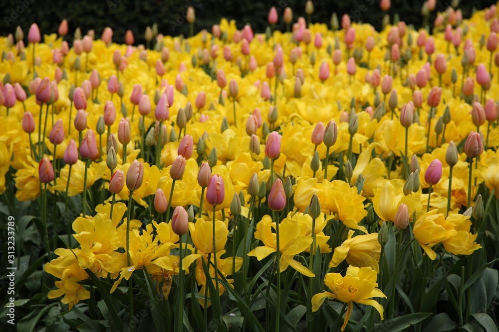  A colourful field of blooming spring tulips in the Keukenhof gardens, Lisse, Holland