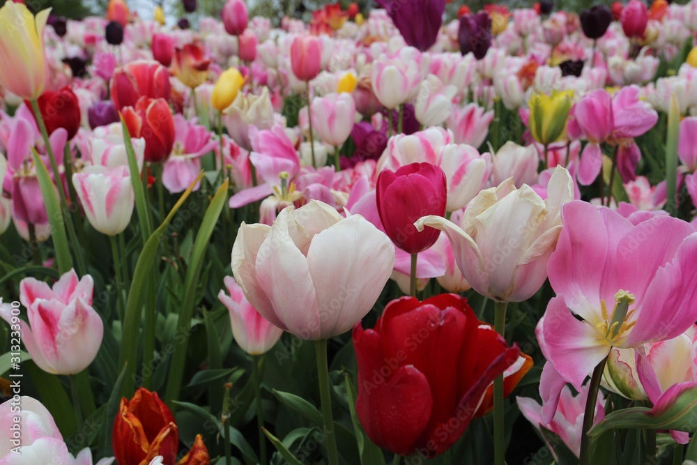A colourful field of blooming spring tulips in the Keukenhof gardens, Lisse, Holland A colourful field of blooming spring tulips in the Keukenhof gardens, Lisse, Holland