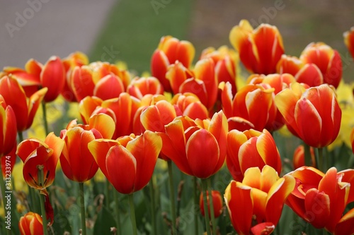  A colourful field of blooming spring tulips in the Keukenhof gardens  Lisse  Holland