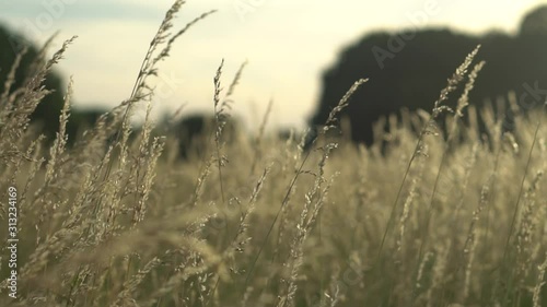 Slow motion zoom natural landscape with no filter color footage of beautiful walk in could windy prairie  meadow wheat grain grass field in warm sun with sunset in golden light for vacation concept