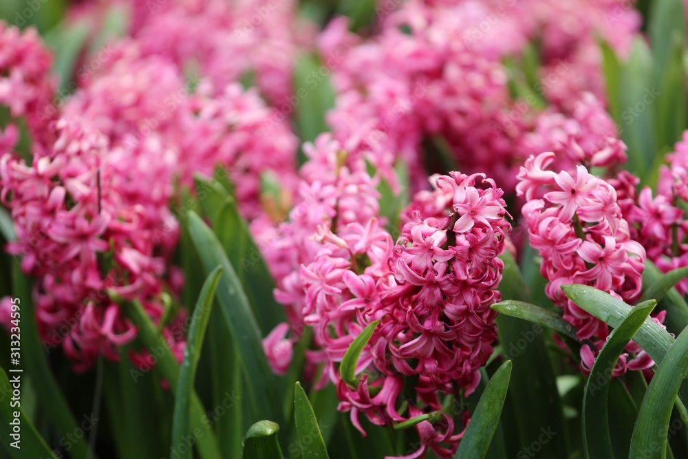 Colorful blossing flowers in Keukenhof park Colorful blossing flowers in Keukenhof park