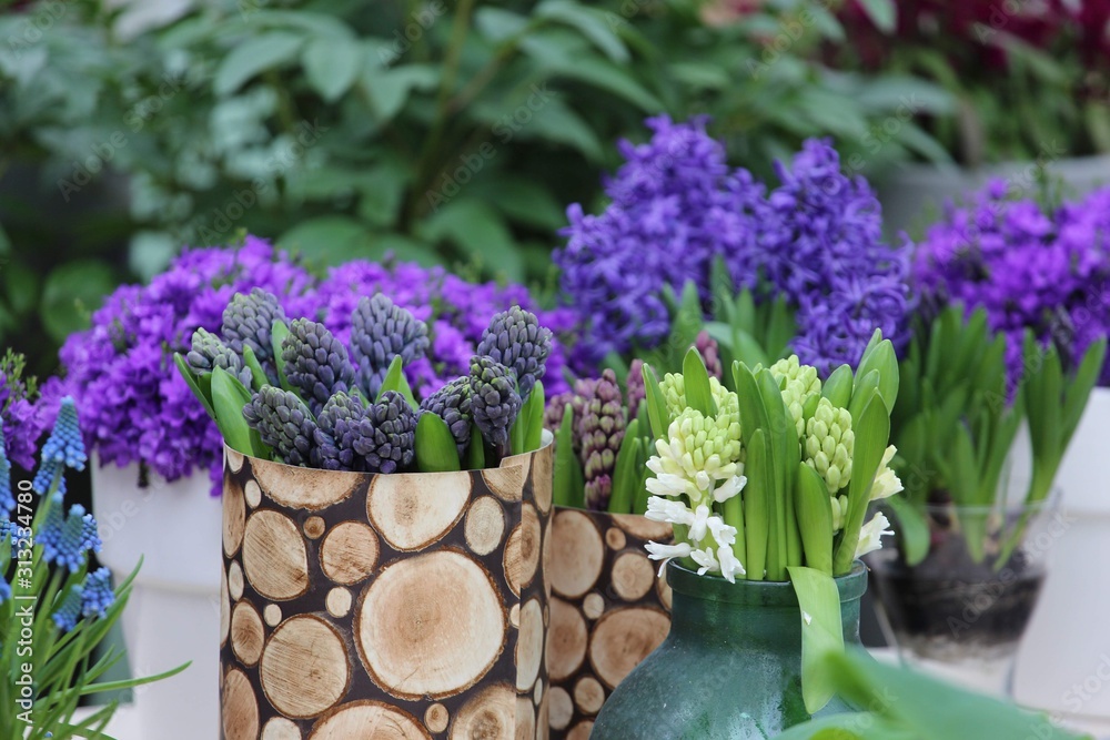 Fototapeta premium Colorful blossing flowers in Keukenhof park