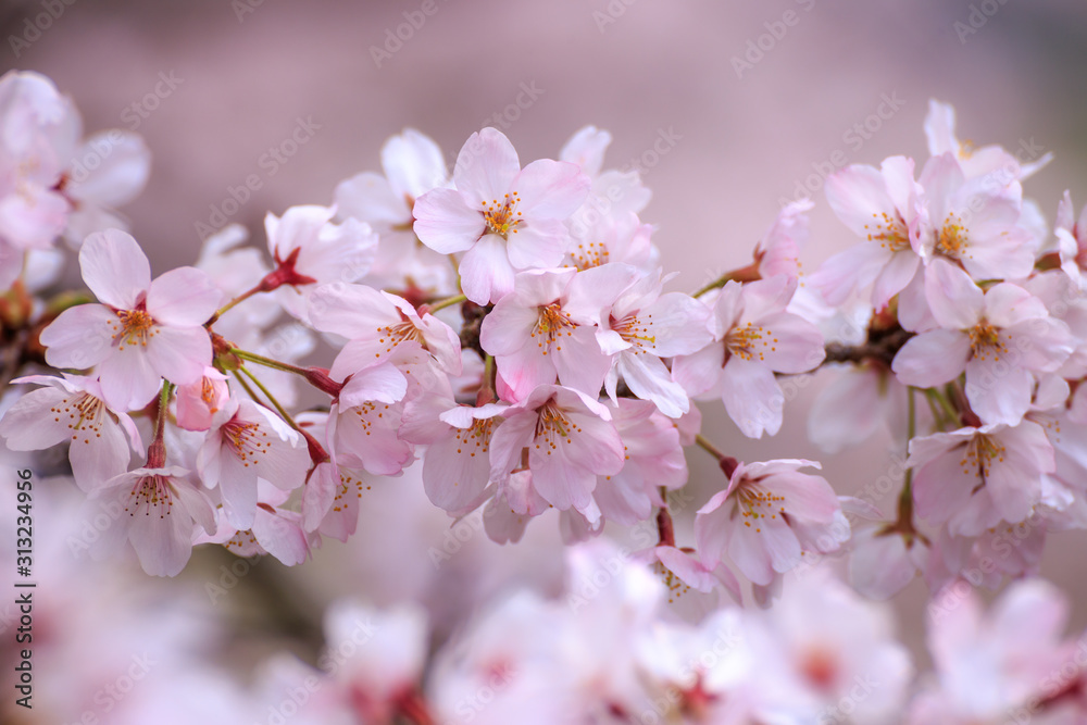 桜の花　春イメージ