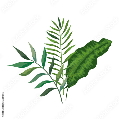 branches with leafs nature isolated icon vector illustration design