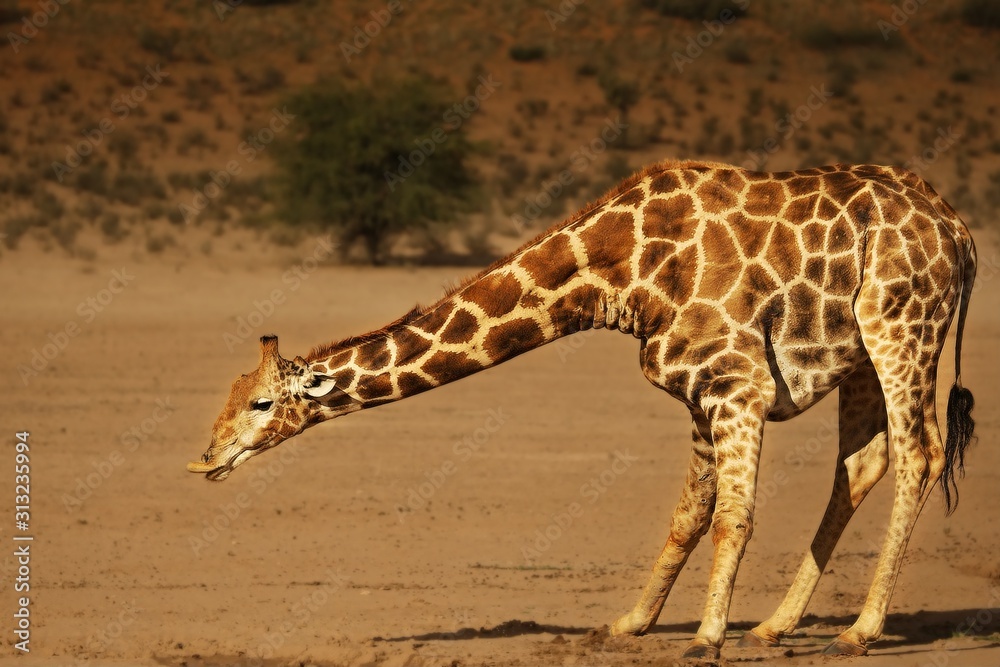 African giraffe (Giraffa camelopardalis giraffa) making a bow to drink from waterhole on the Kalahari desert. African giraffe (Giraffa camelopardalis giraffa) making a bow to drink from waterhole on the Kalahari desert.