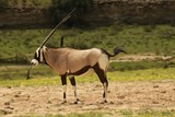 The gemsbok or gemsbuck (Oryx gazella) standing on the sand with green background.