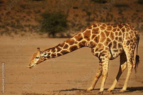 African giraffe (Giraffa camelopardalis giraffa) making a bow to drink from waterhole on the Kalahari desert.