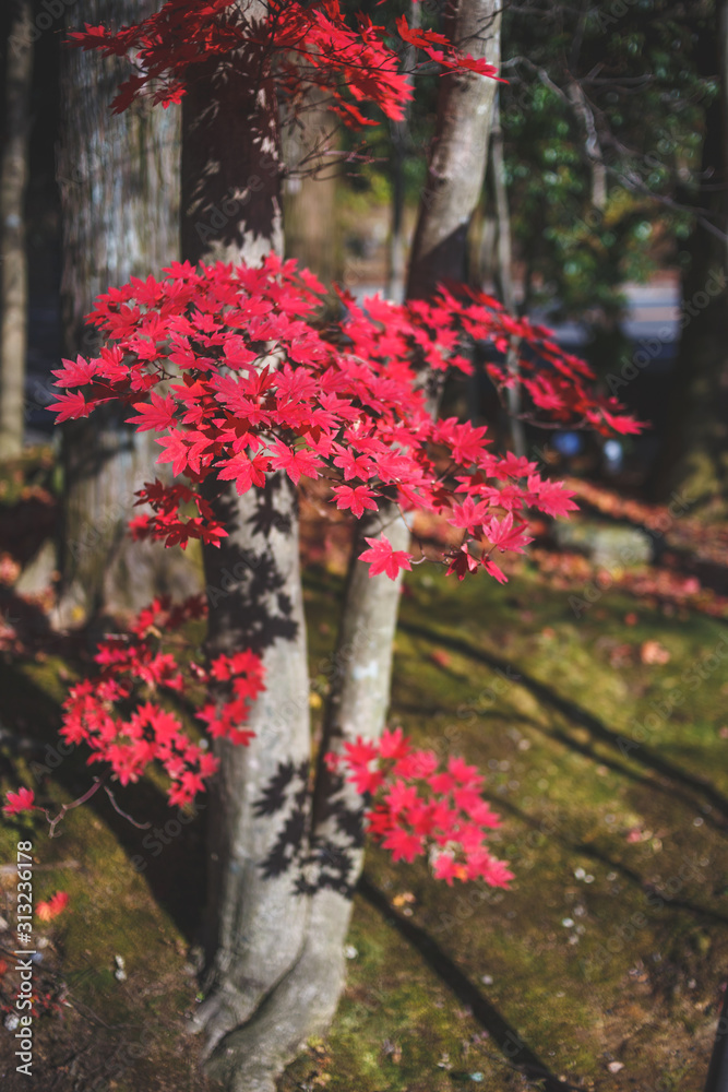 紅葉　秋イメージ