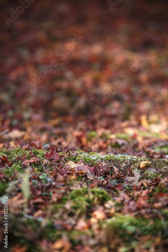 一面の落ち葉 秋イメージ