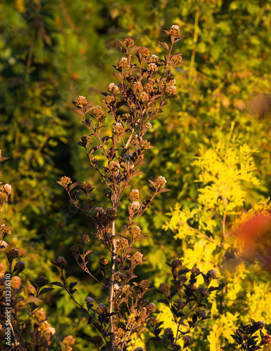 ornamental garden Ninebark shrub in spring, brown Physocarpus opulifolius in focus on a yellow and green background; rich burgundy red foliage, back light