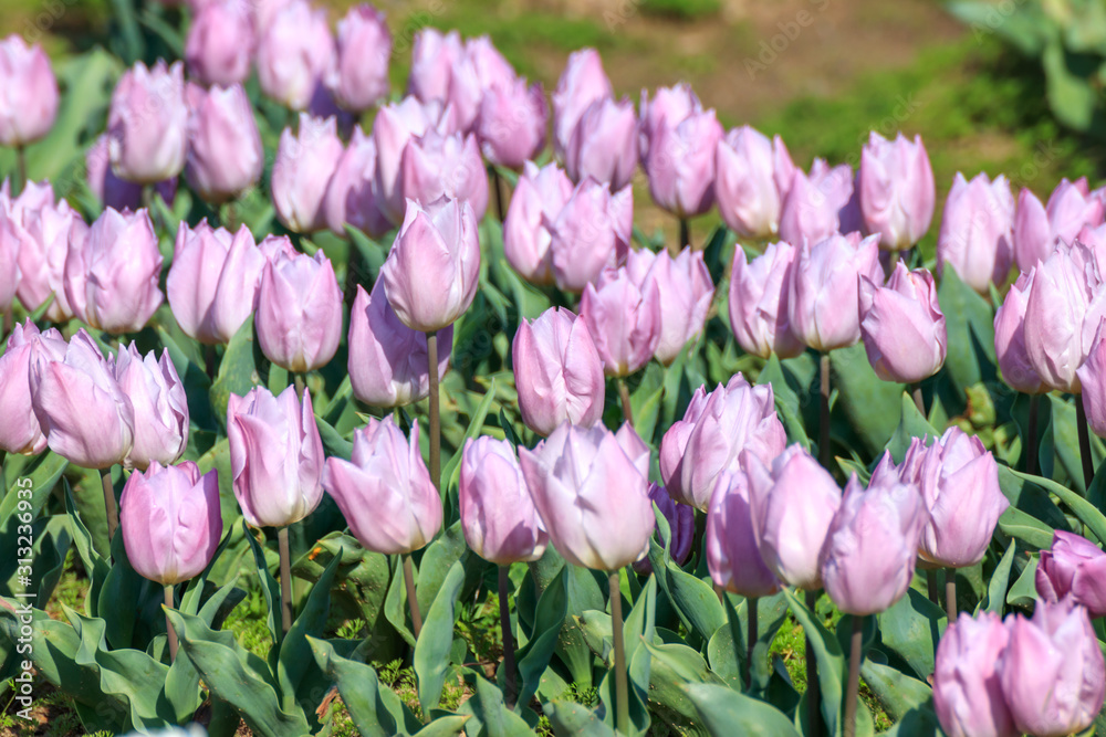 Fototapeta premium チューリップの花 春イメージ