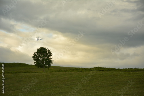 single tree in the field