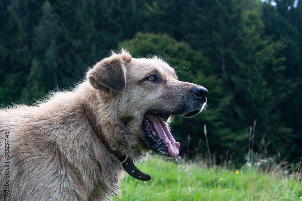 A beautiful dog barking to protect his owners in the nature, green and blurry background A beautiful dog barking to protect his owners in the nature, green and blurry background
