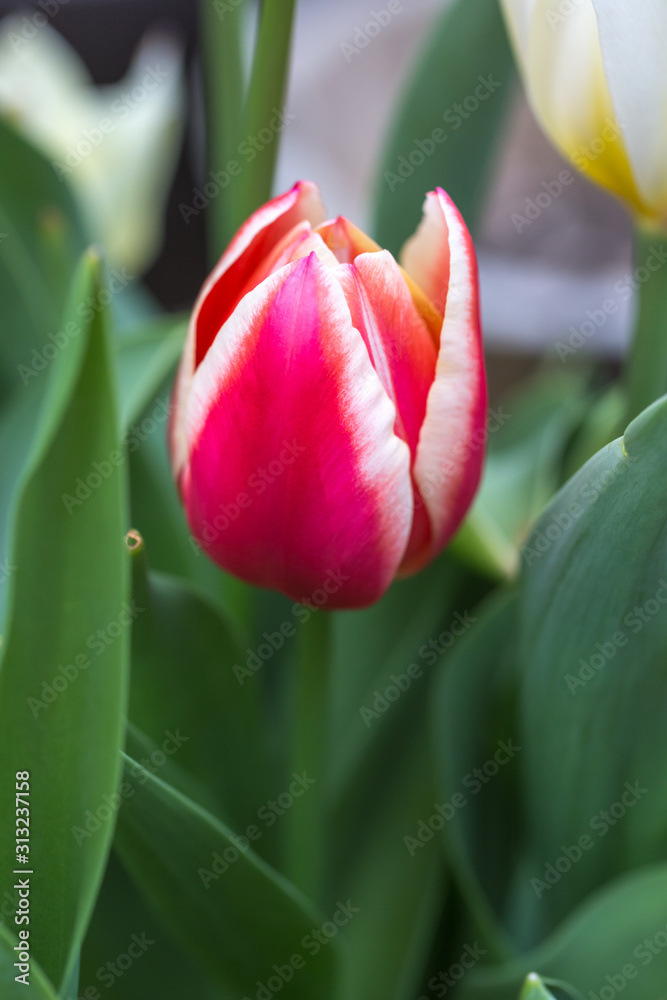 Fototapeta premium チューリップの花 春のイメージ