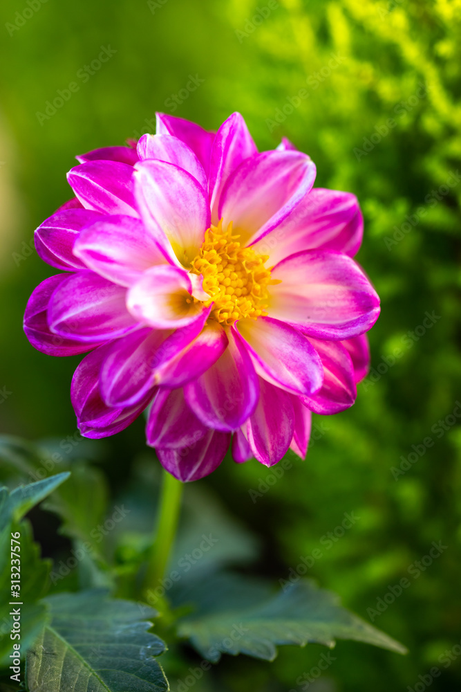 ダリアの花 ダリアの花