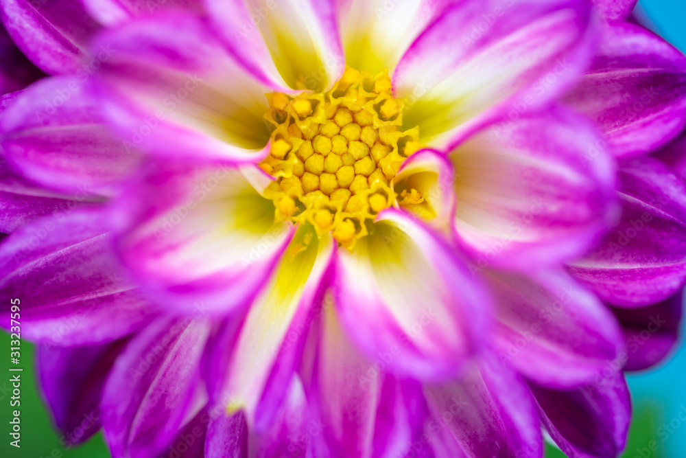 ダリアの花 ダリアの花