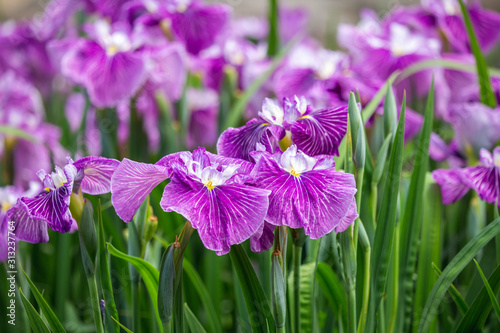 花菖蒲 長崎県お蒸らし大村公園 Stock Photo Adobe Stock