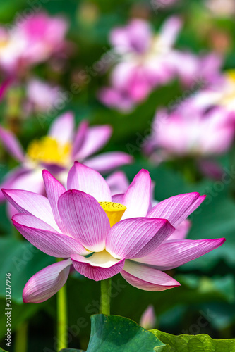 蓮の花　初夏イメージ
