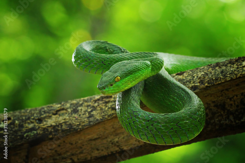 green viper snake, venomous and poisonous snake, trimeresurus albolabris