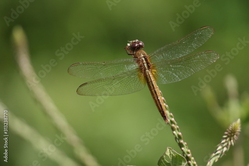 yellow dragonfly sitting on plant