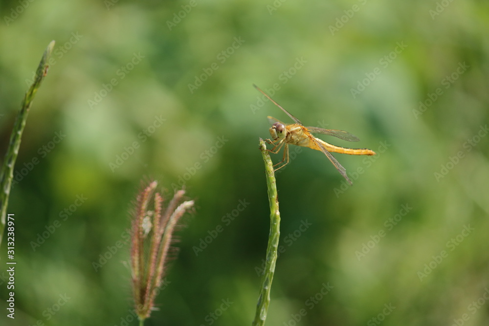 yellow dragonfly sitting on plant yellow dragonfly sitting on plant
