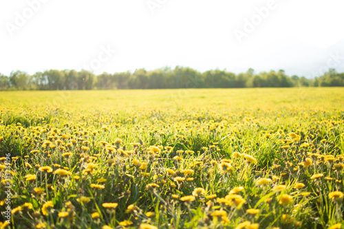 field of yellow dandelions at dawn in the sun
