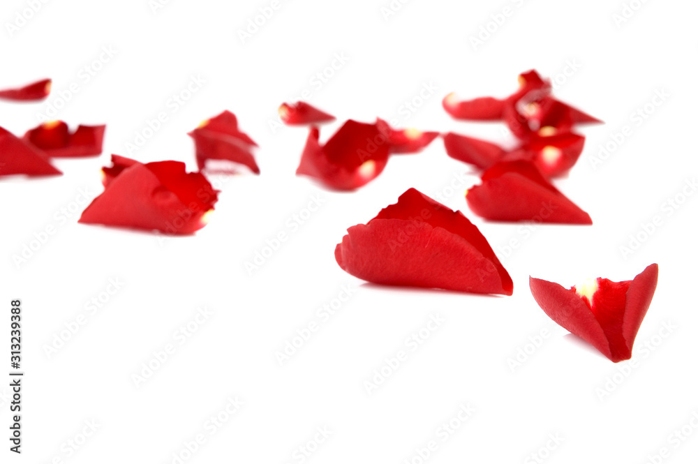 Red rose and rose petals for st valentine's day Red rose and rose petals for st valentine's day