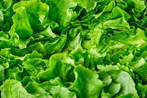 Salad texture. Texture of green salad . Macro shot.