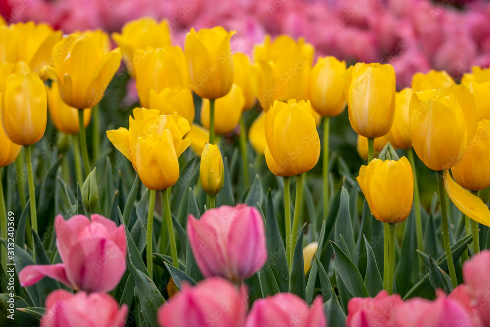 チューリップの花 春イメージ チューリップの花 春イメージ