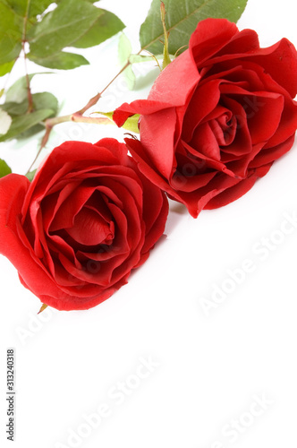 Fototapeta Naklejka Na Ścianę i Meble -  Red rose and rose petals for st valentine's day
